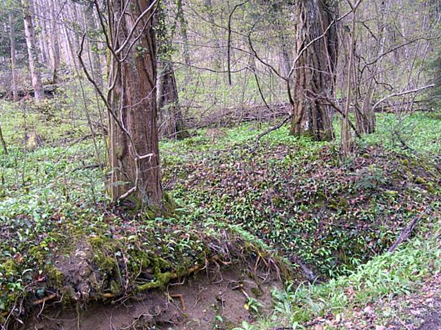 Alla ricerca della spugnola acuminata